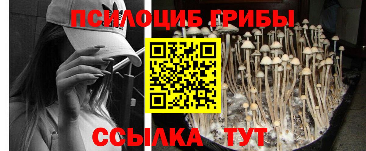 Псилоцибиновые грибы Psilocybe Обь